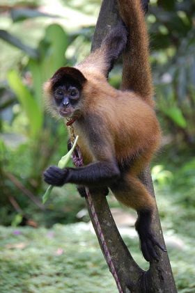 Spider Monkey in Panama – Best Places In The World To Retire – International Living
